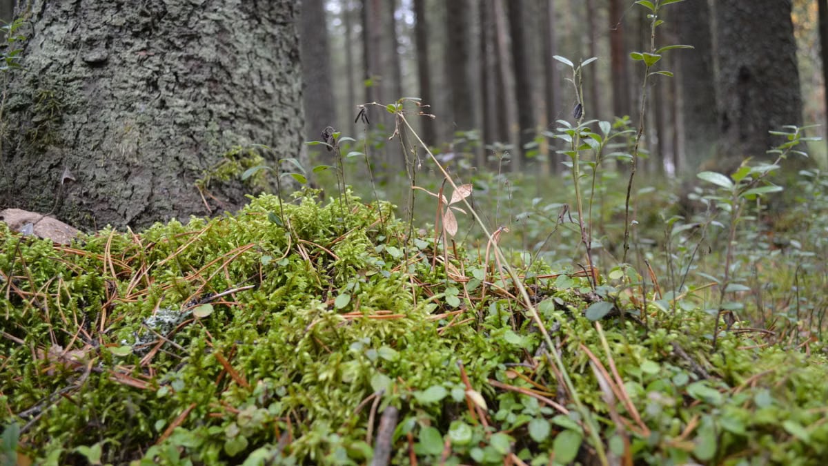 Close-up of a forest floor with lush green moss and various plants creating a serene nature scene.